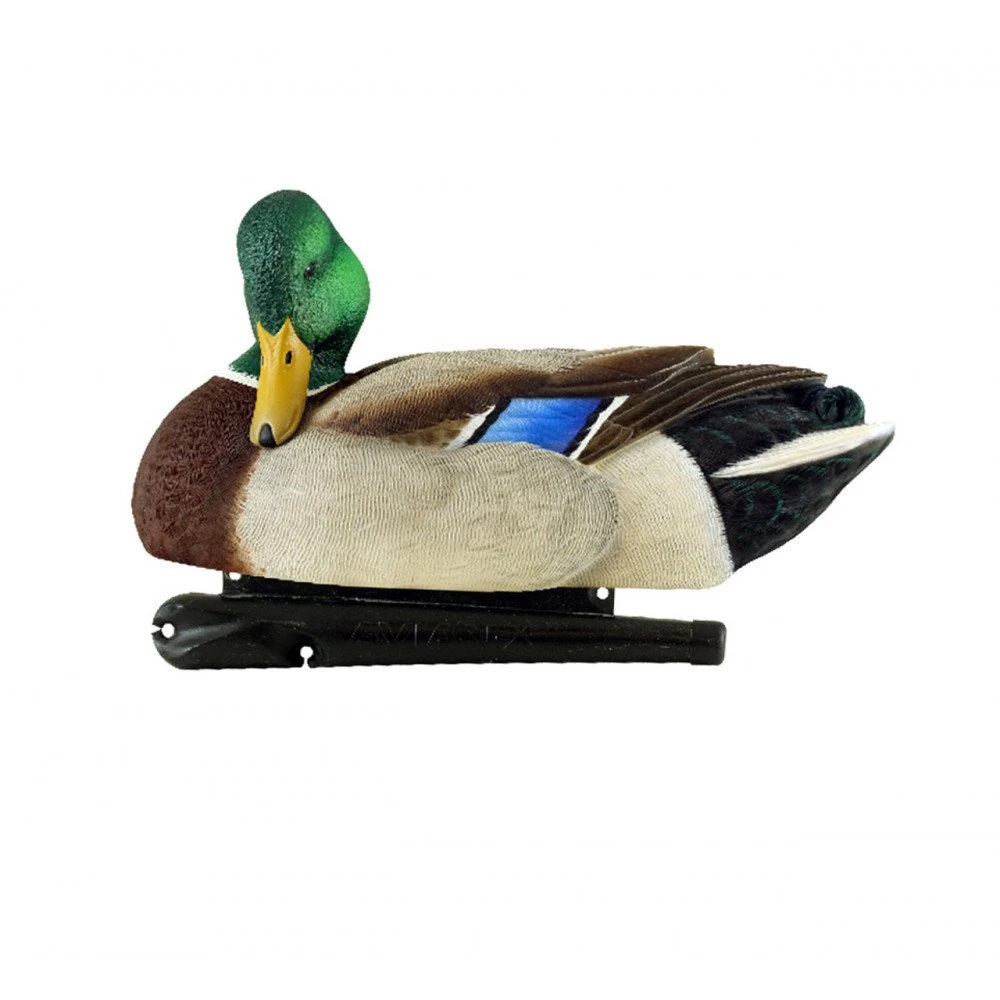 Formes De Colvert AvianX Repos Et Actifs HD 5 Formes De Colvert AvianX Repos Et Actifs HD – Image 5