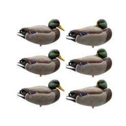 Formes De Colvert Sur Pattes Final Approach