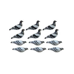 Formes De Pigeon Biset HD X12