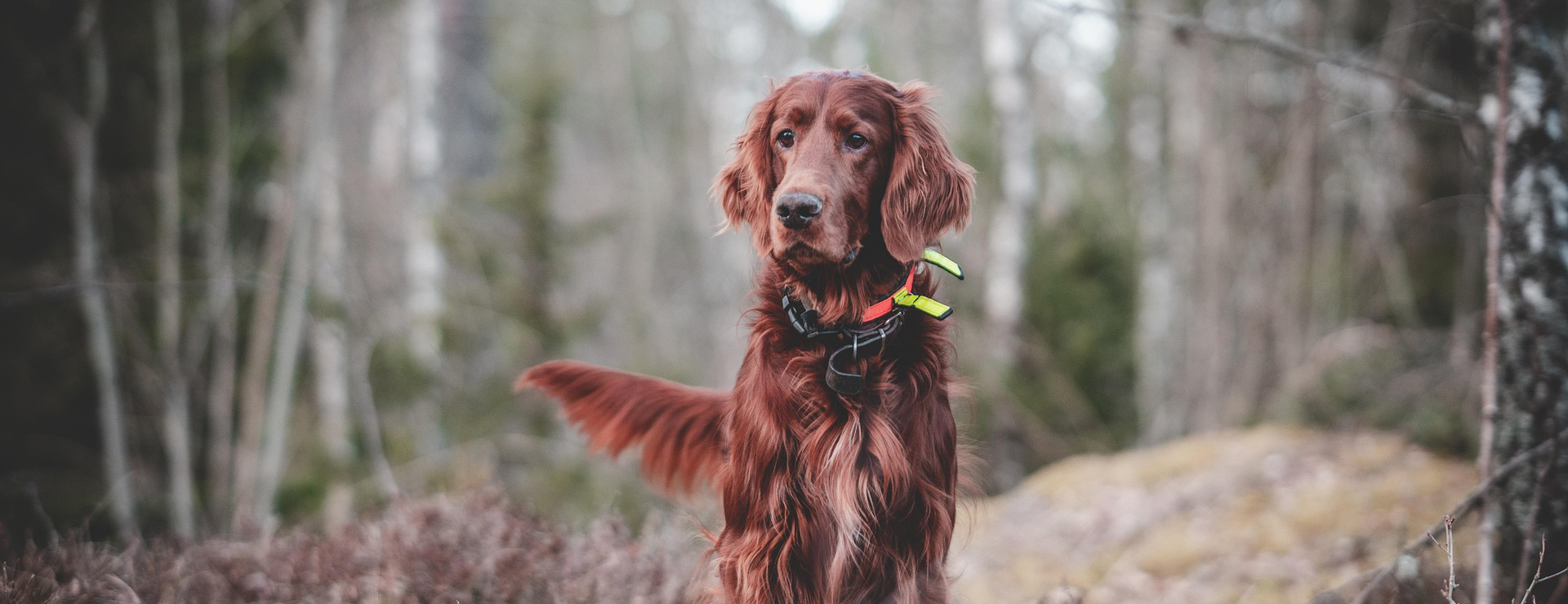Équipement De Chasse -Équipement De Chasse dog 7128749 1920